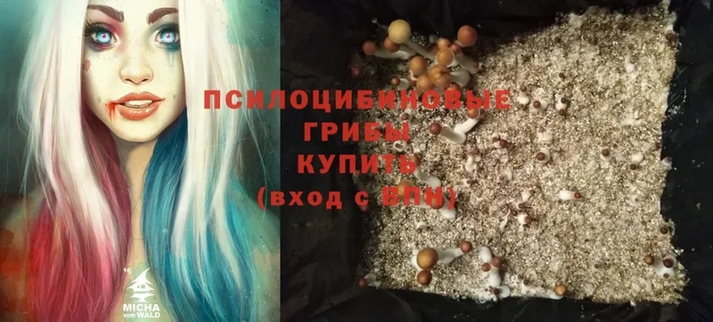 сколько стоит  Кандалакша  Псилоцибиновые грибы Cubensis 